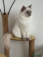 Ragdoll cats RAGDOLL KITTENS and ACTIVE GIRL in Manchester - Advert 12