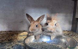 Mini Lion Lop rabbits for sale: READY NOW!! 4 Beautiful Mini Lionhead Lops!  - Image 2