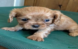 Cavalier King Charles Spaniel dogs for sale: Stunning Deep Ruby Cavalier king Charles puppies  - Image 35