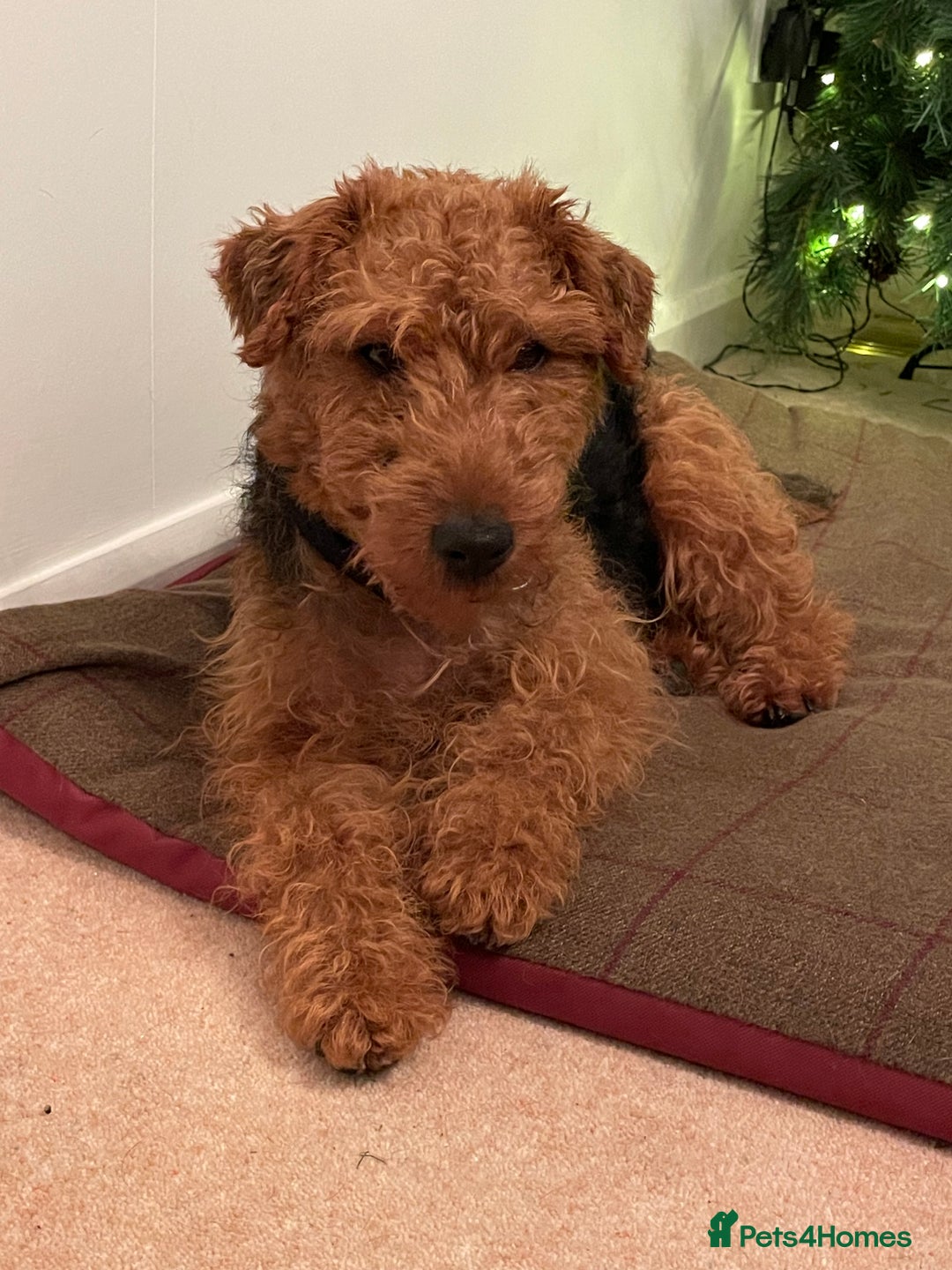 Welsh Terrier dogs for sale: Stunning female Welshie KC reg & health tested - Advert 8