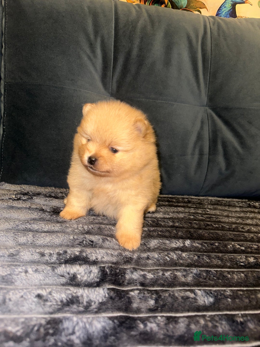 Pomeranian dogs for sale: Pedigree Pomeranian puppies for sale - Advert 6