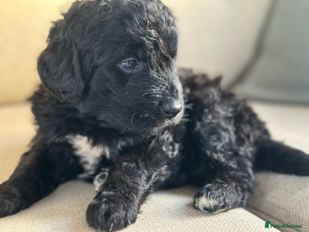 Bernedoodle dogs for sale: F1 BERNADOODLE BOYS AND GIRLS - Advert 10