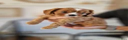 Cavalier King Charles Spaniel dogs for sale: King Charles spaniels, Kc registerd father - Advert 2