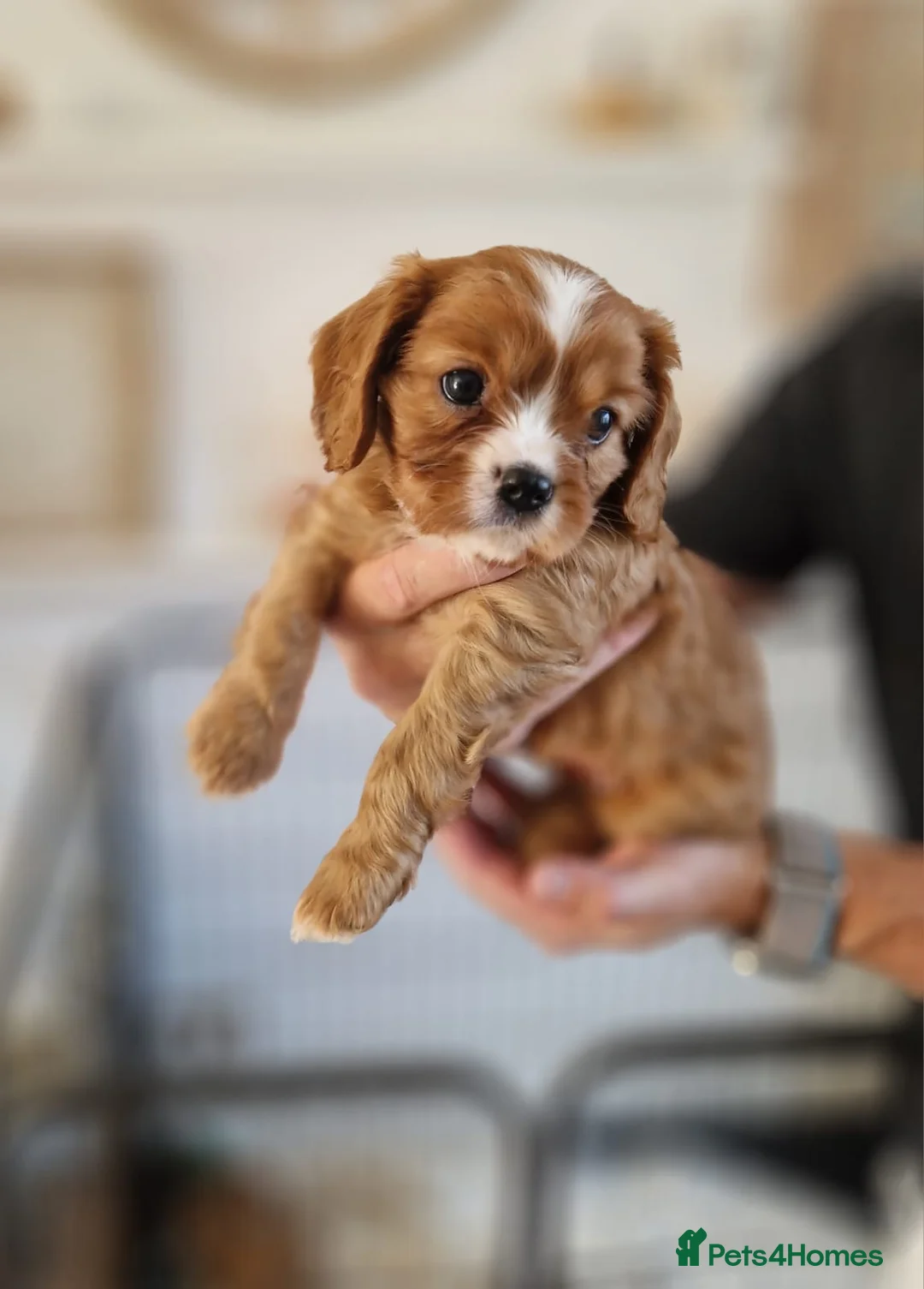 Cavalier King Charles Spaniel dogs for sale: King Charles spaniels, Kc registerd father - Advert 2