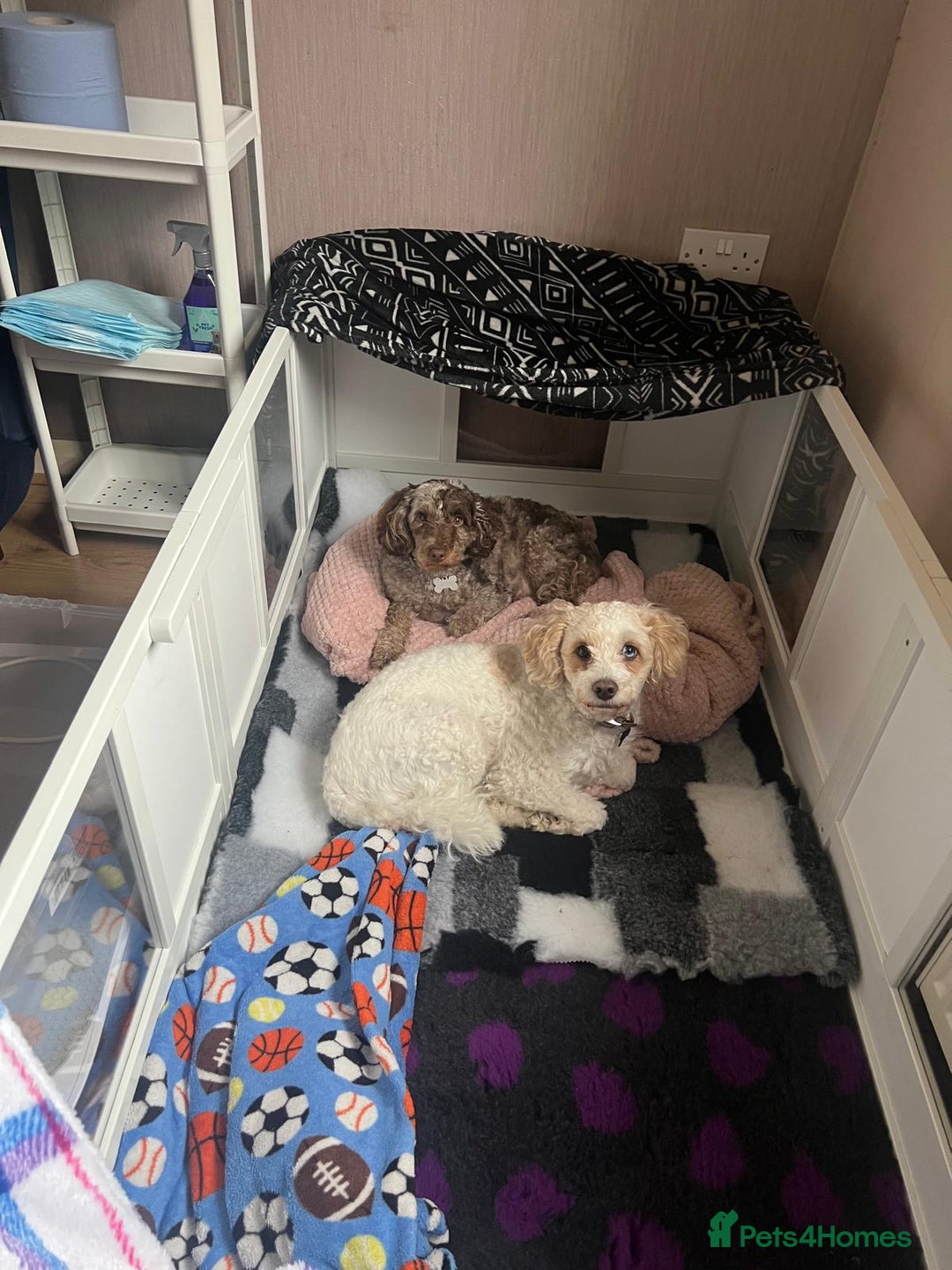 Cavapoo dogs for sale: 2 Male 2 Female unique colours Cavapoo’s - Advert 15