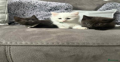Mixed Breed cats - Advert 5