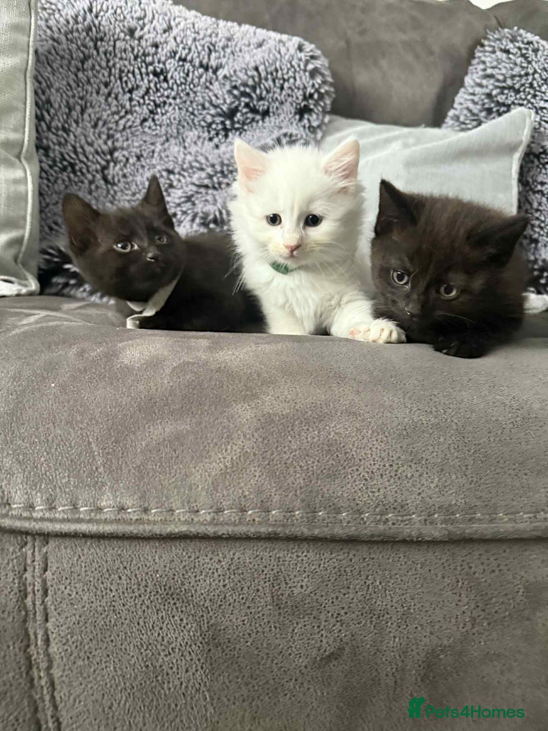 Mixed Breed cats for sale: Beautiful kittens - Image 2