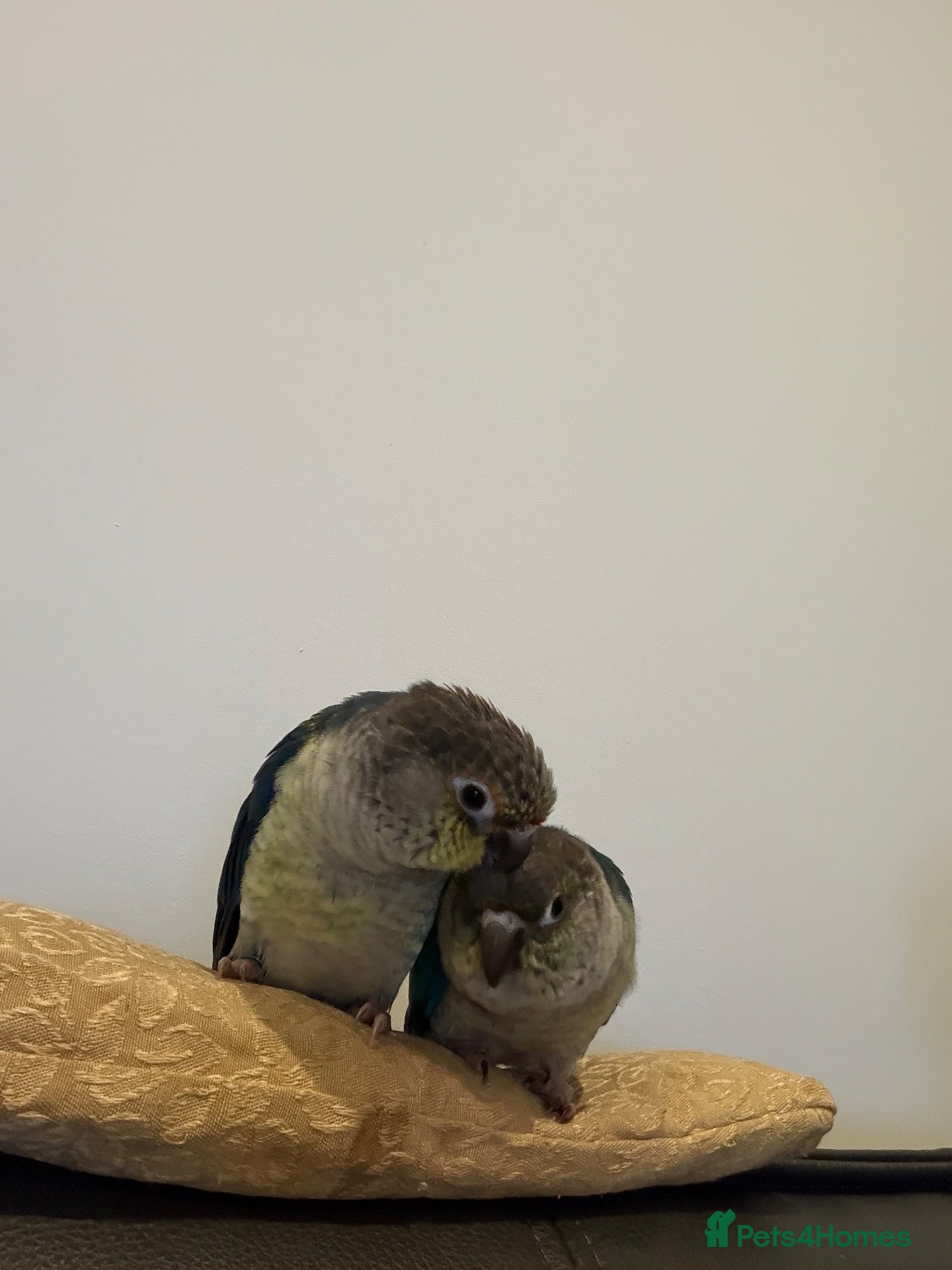 Conures birds Pair of Gorgeous, Tame Baby Green Cheek Conures ❤️ - Advert 2