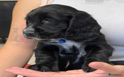 Sprocker dogs for sale: Beautiful Sprocker puppies HEALTH TESTED PARENTS - Image 23