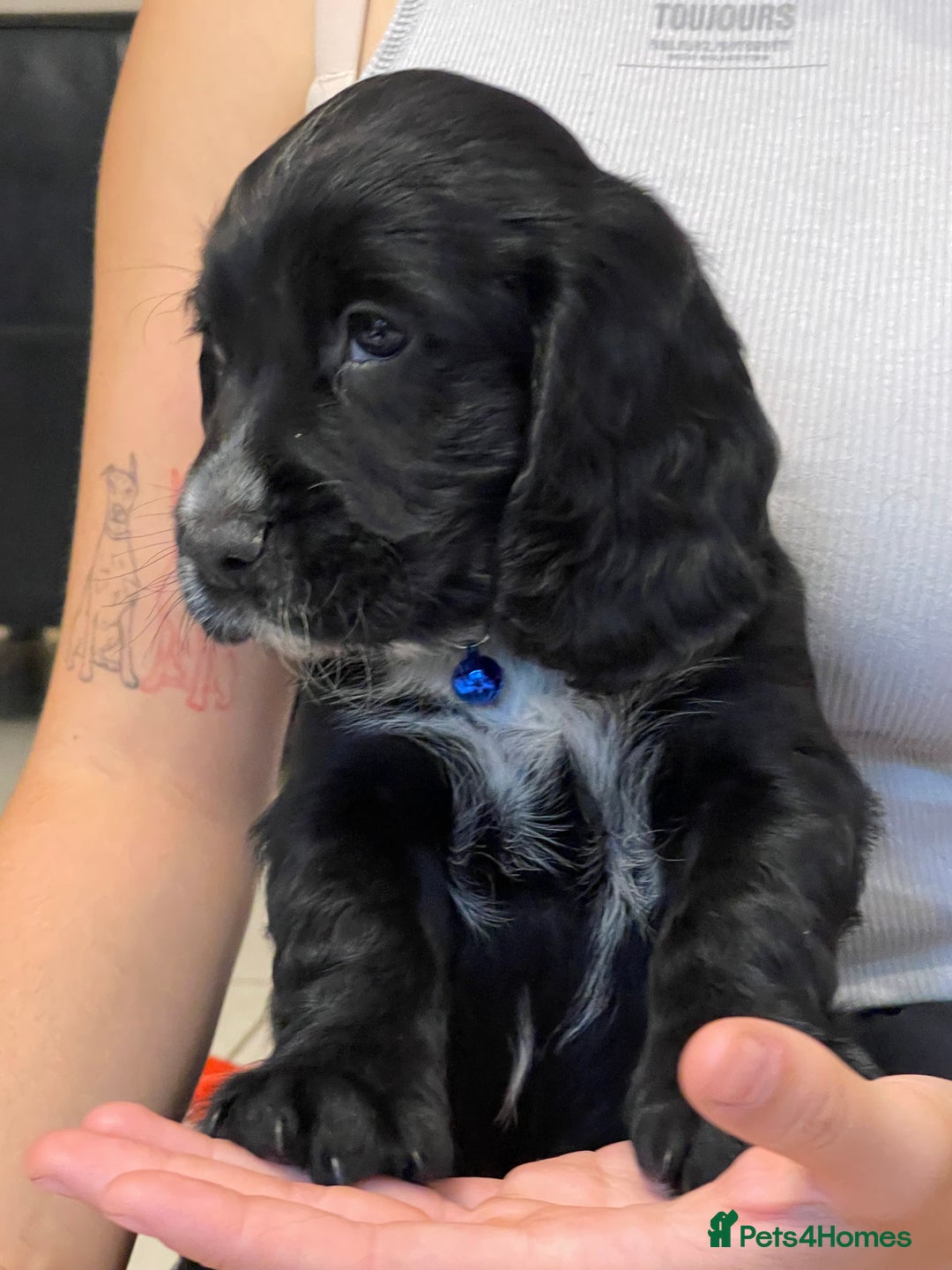 Sprocker dogs for sale: Beautiful Sprocker puppies HEALTH TESTED PARENTS - Image 23