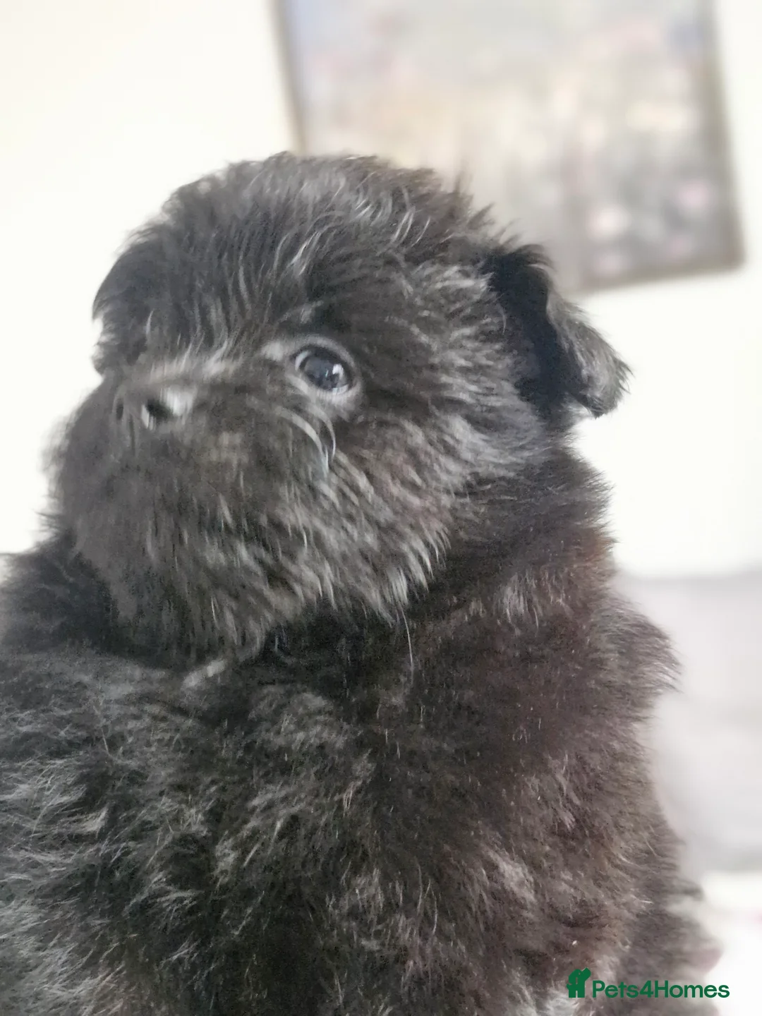 Pomapoo dogs for sale: ✨ Beautiful Pomapoo Puppies – 1,600 ✨ - Advert 31