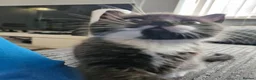 Mixed Breed cats for sale: 2 siamese mix males looking for new homes  - Advert 14