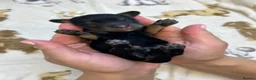 Miniature Dachshund dogs for sale: 🤎Miniature Long-Haired Dachshund Puppies🤎 - Advert 11