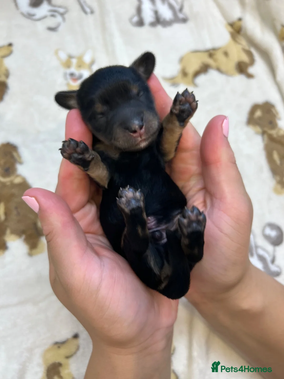 Miniature Dachshund dogs for sale: 🤎Miniature Long-Haired Dachshund Puppies🤎 - Advert 11