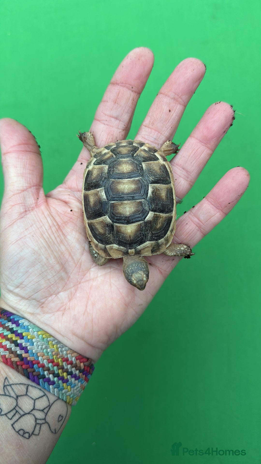 Tortoise reptiles for sale: Baby marginated tortoises for sale. Setups also av - Advert 4