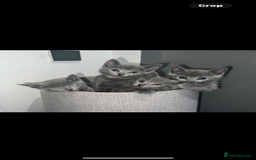 Russian Blue cats for sale: Kittens looking for a forever home  - Image 6