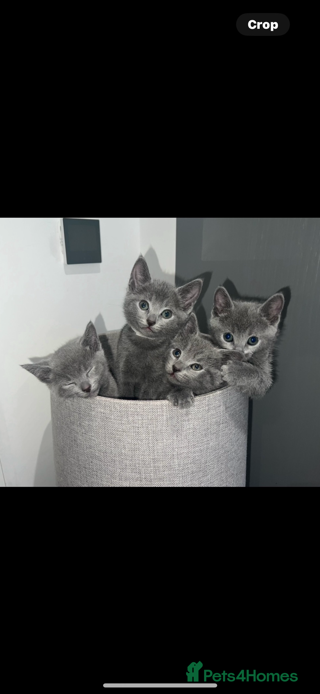 Russian Blue cats for sale: Kittens looking for a forever home  - Image 6