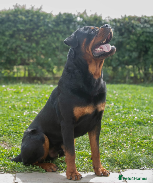Rottweiler dogs Lovely Male Rottweiler - Advert 6