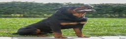 Rottweiler dogs for sale: Lovely Male Rottweiler - Advert 1
