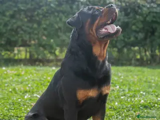 Rottweiler dogs Lovely Male Rottweiler - Advert 6