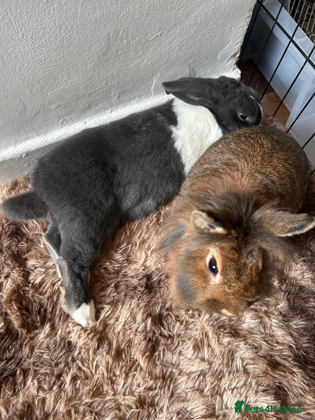 Dutch rabbits for sale: Two Micro-chipped bunnies vaccinated Rabbits - Advert 2