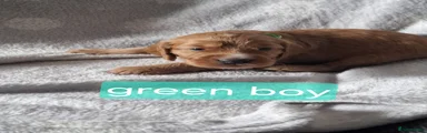 Cockapoo 4