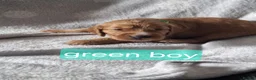 Cockapoo dogs for sale: F1B cockapoo puppies  - Advert 2