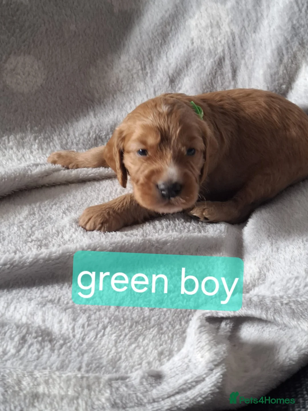 Cockapoo dogs for sale: F1B cockapoo puppies  - Advert 2