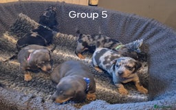 Dachshund dogs for sale: Dachshund Puppies looking for forever homes - Image 5