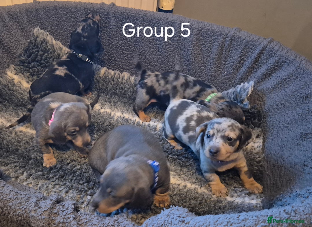 Dachshund dogs for sale: Dachshund Puppies looking for forever homes - Image 5