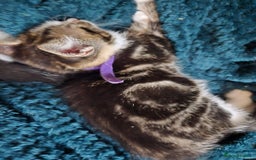 Mixed Breed cats for sale: Gorgeous kittens looking for forever home - Image 4
