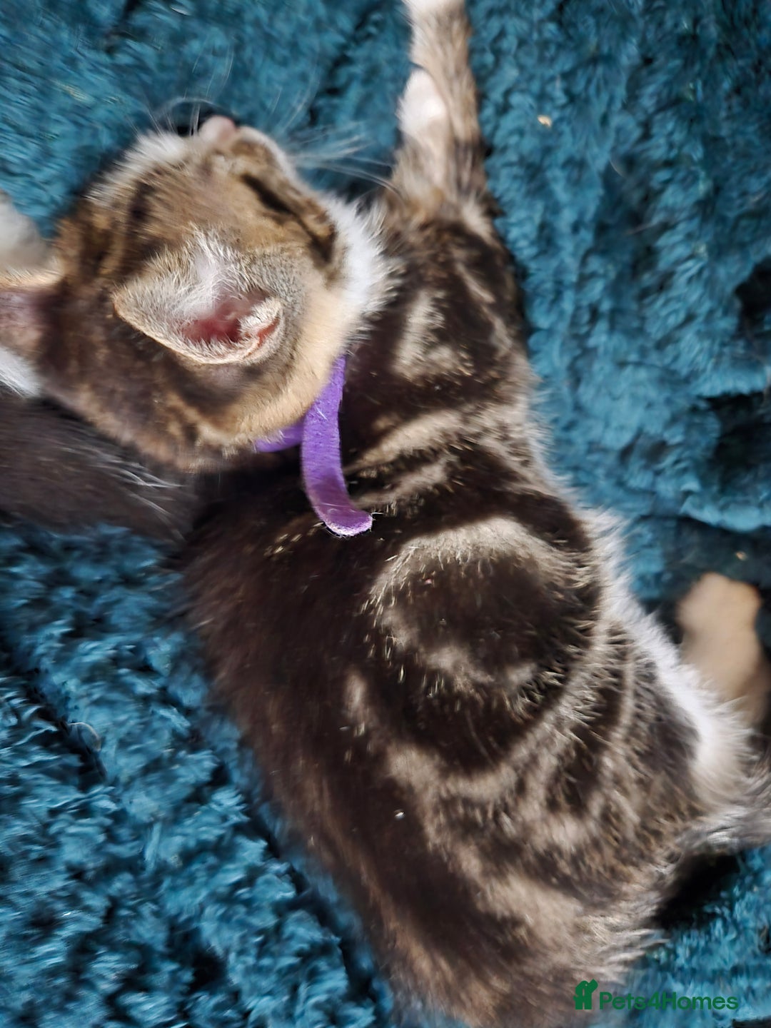 Mixed Breed cats for sale: Gorgeous kittens looking for forever home - Image 4