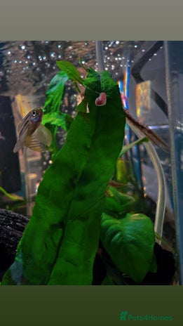 Snails fish - Advert 18