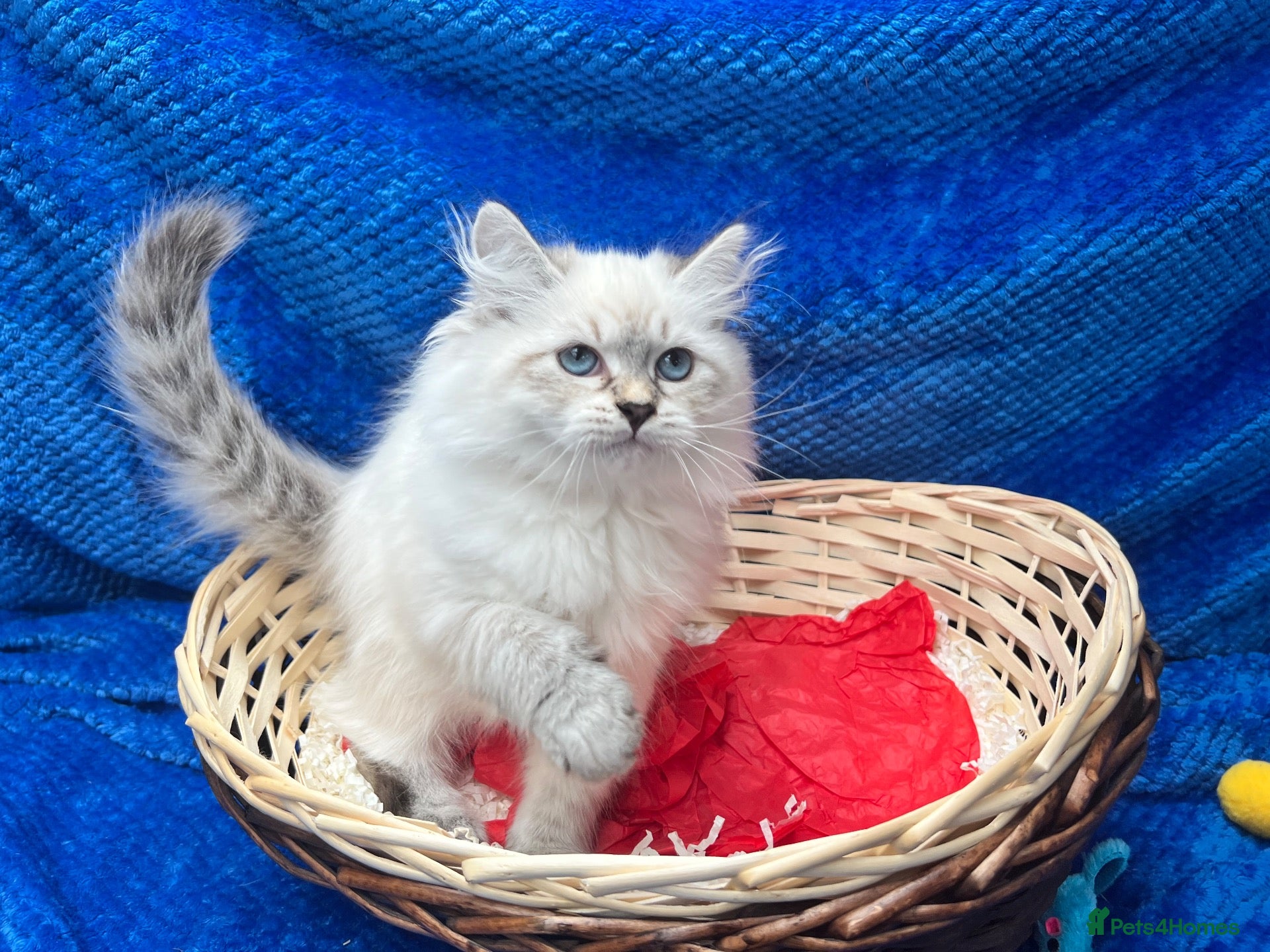 Siberian cats 💙💙Stunning GCCF Reg Siberian Babies💙💙 - Advert 1
