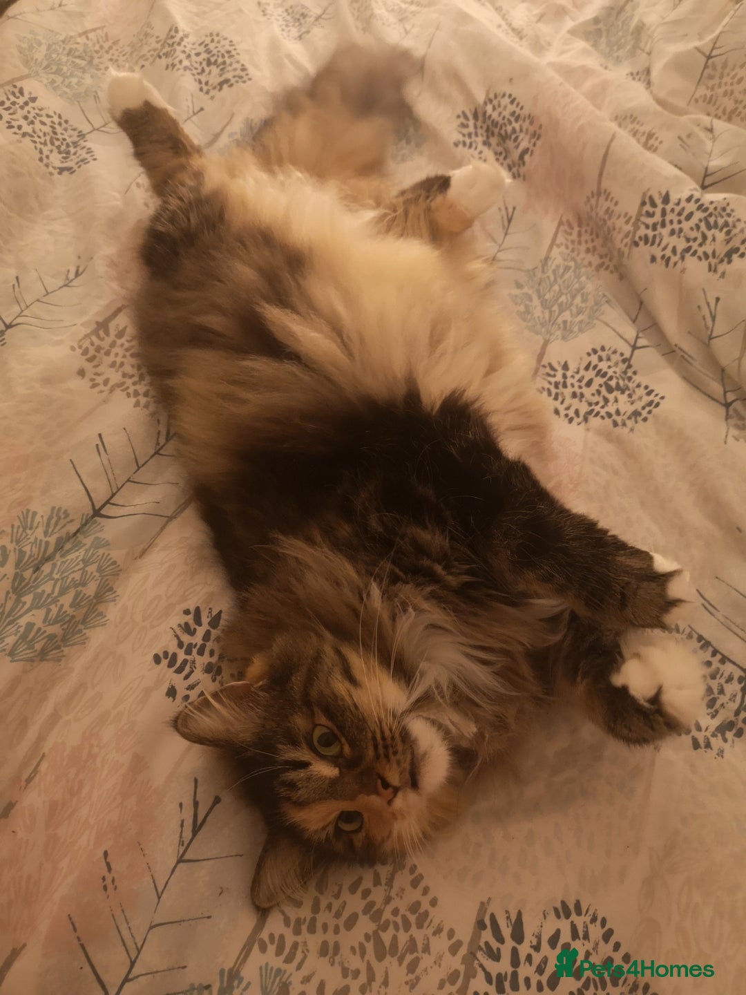 Norwegian Forest Cat cats for sale: Norwegian Forest Cat Female 10yrs - Advert 6