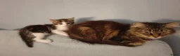 Mixed Breed cats for sale: Beautiful Male Kittens  - Advert 11