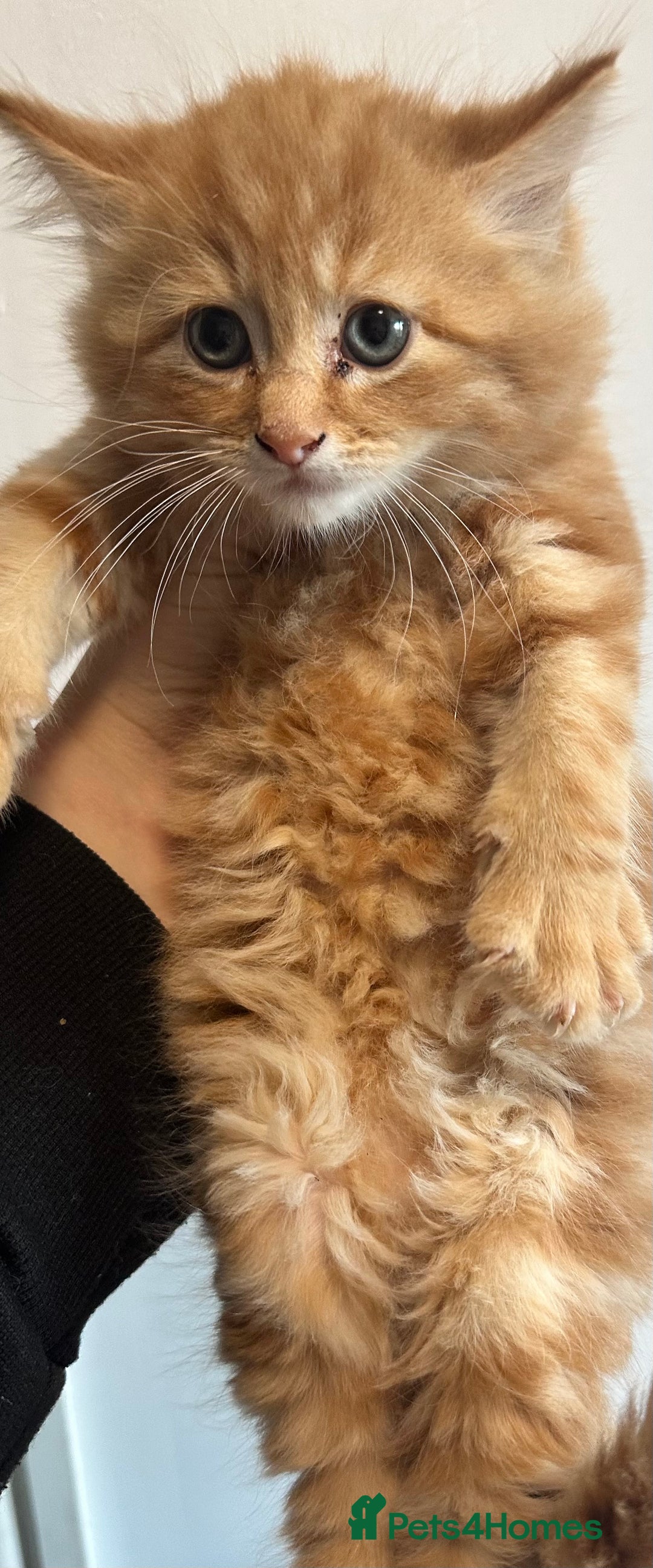 Maine Coon cats for sale: We have 4  sweet English Maine coon kittens❣️ - Advert 17