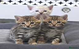 Bengal cats for sale: 3 brown bengal boys - Image 20