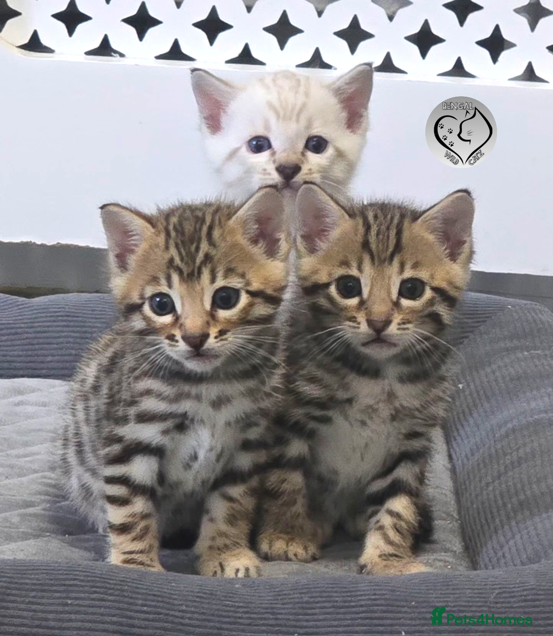 Bengal cats for sale: 3 brown bengal boys - Image 20