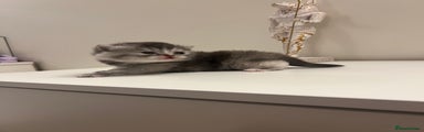 SOLD British Shorthair Kitten 2 (blue/grey tabby boy)