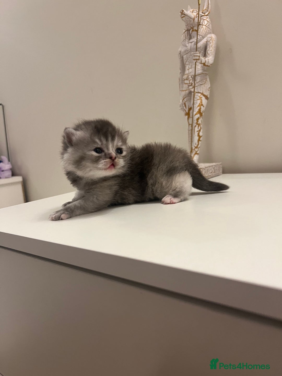 British Shorthair cats for sale: Chunky British Shorthair Kittens - Advert 13