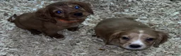 Cocker Spaniel dogs for sale: Beautiful Cocker Spaniel pups in Halifax - Advert 3