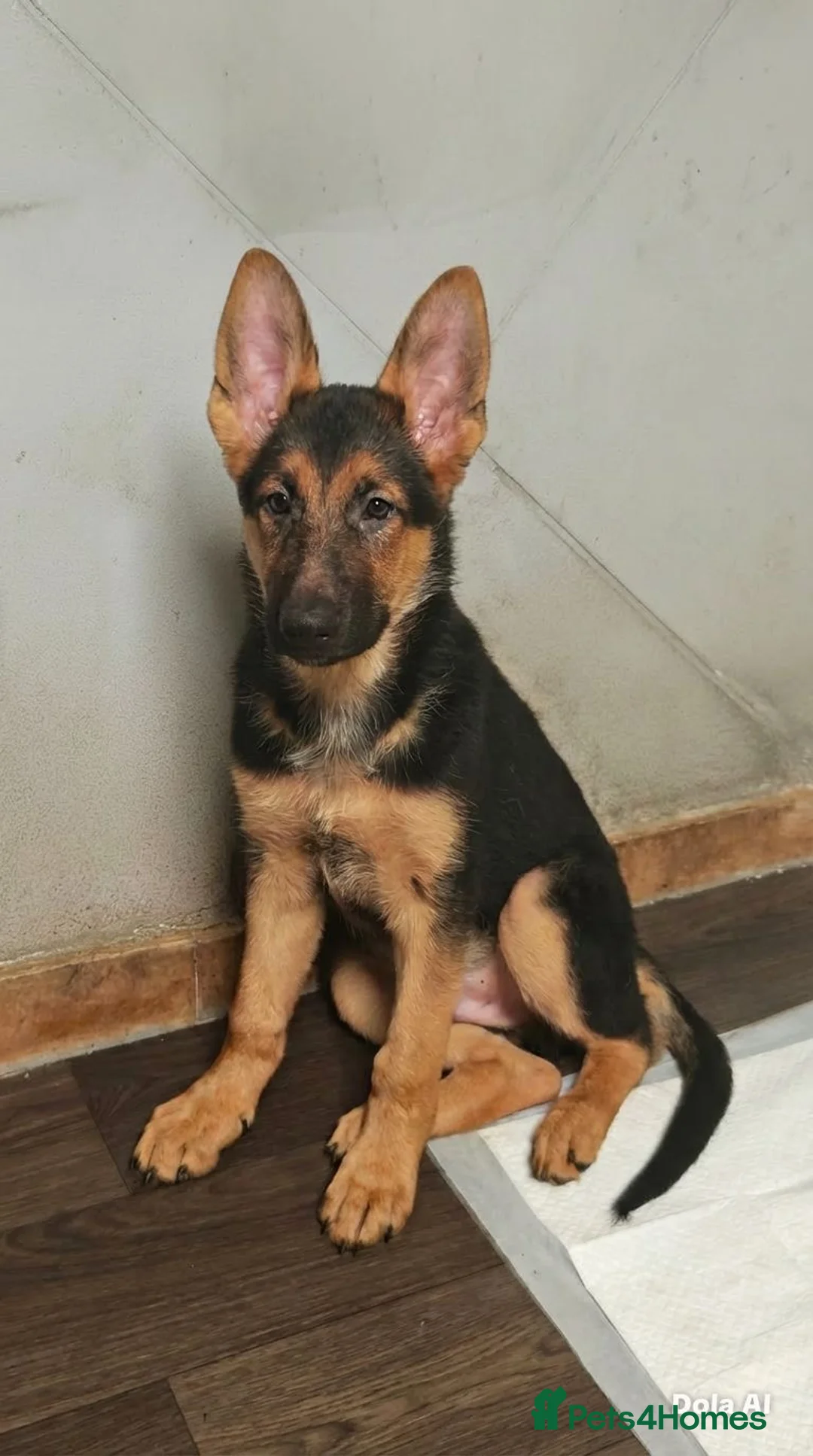German Shepherd dogs for sale: German shepherd puppies - Advert 1