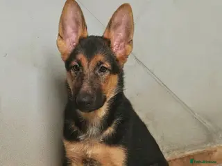 German Shepherd dogs German shepherd puppies - Advert 8