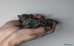 Devon Rex cats for sale: Blue & Lilac Devon Rex Kittens Taking Reservations - Image 11