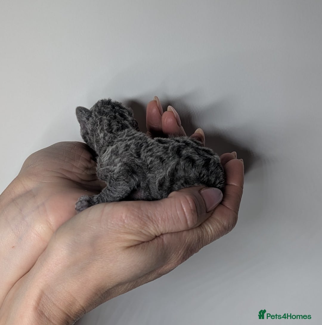 Devon Rex cats for sale: Blue & Lilac Devon Rex Kittens Taking Reservations - Image 11