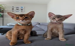 Abyssinian cats for sale: LAST 🤎🤎GIRL🐈 Available 💙🤎 TICA pedigree  in Ruislip - Image 10