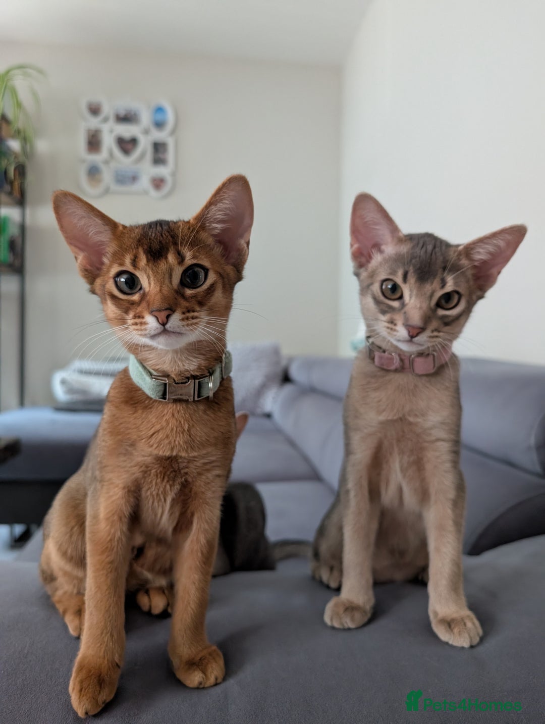 Abyssinian cats for sale: LAST 🤎🤎GIRL🐈 Available 💙🤎 TICA pedigree  in Ruislip - Image 10