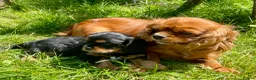 Cavalier King Charles Spaniel dogs for sale: Quality Cavalier King Charles puppy  - Advert 4