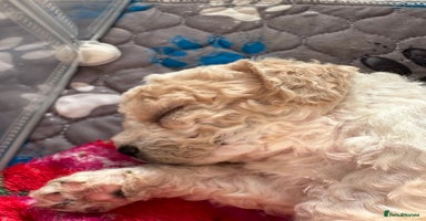 Cavapoochon dogs Cavapoochon! Our December Reindeer Litter!  - Advert 1